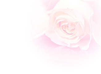Obraz na płótnie Canvas closeup roses bouquet