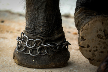 Chained elephant 
