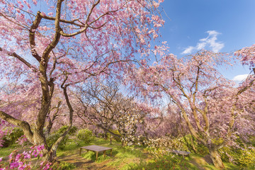 Obraz na płótnie Canvas Fresh pink flowers of sakura growing in Japanese garden