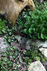 Flower bed with sempervivum and saxifraga./In a small flower bed among stones and wooden objects grow sempervivum, saxifraga and other plants.