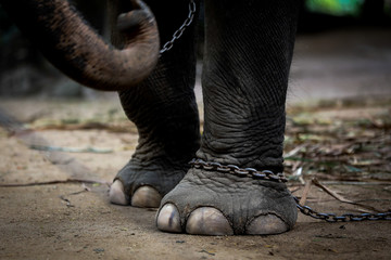 Chained elephant 