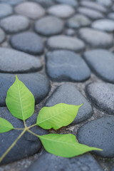 natural background - leaf and pebble