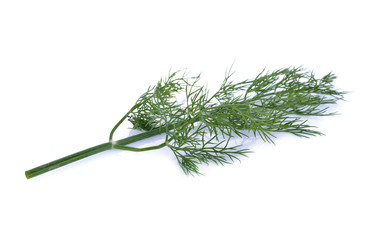 fresh green Dill on white background
