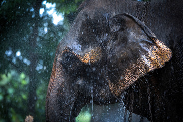 Chained elephant 