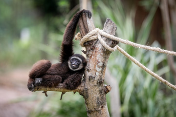 Gibbon