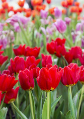 red tulips in the park. soft-focus in the background. over light