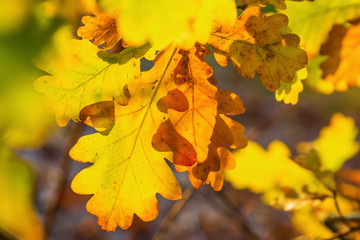 autumnal oak leaves glowing in sunlight