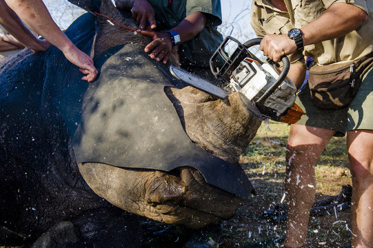 Dehorning of a white rhino using a chainsaw