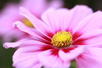 Obraz premium Pink flower close up