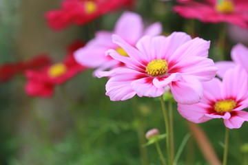 Pink and red flowers in garden