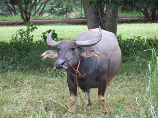 Thai water buffalo