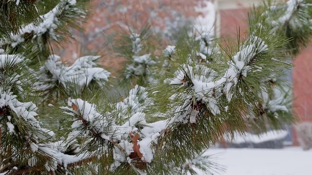 snow winter tree branch Pine christmas tree winter branch in snow