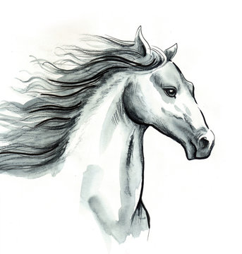 White horse