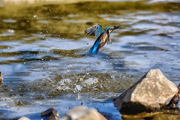 カワセミ./小魚を捉えて飛び出したシーンです.