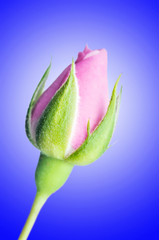 Beautiful Rose Flower Bud on Blue Background