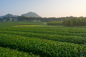 Fototapeta na wymiar Beautiful green tea farm at sunrise in Chiang Rai, Thailand