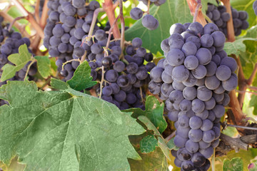 Wine grapes in a vineyard before autumn harvest