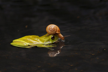 Naklejka premium macro closeup of green forest frog with snail on the head siting on the water with reflection, photo