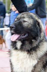 dog breed caucasian shepherd dog for a walk