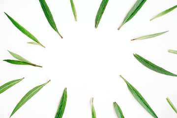 Green leaves frame on white background. Flat lay, top view