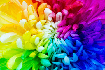Colorful rainbow flower background