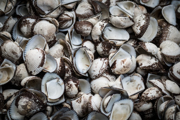 sea shell on the beach.cockle shell can processing to calcium produce for cosmetic industry.