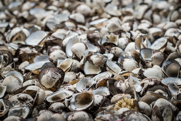 sea shell on the beach.cockle shell can processing to calcium produce for cosmetic industry.