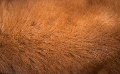 close up of beautiful golden brown dog fur detail,dog hair.