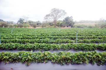 Strawberry field agricultural garden in Thailand.