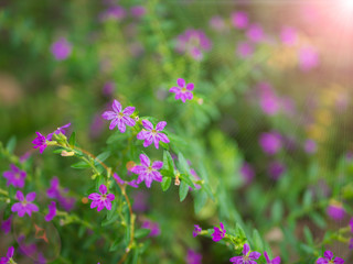closeup of small purple flower and focus on some of and green leaves with warm light condition
