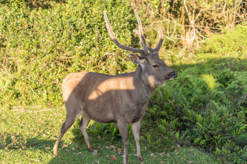 Naklejka na ściany i meble Sri Lanka: deer in Horton Plains National Park 