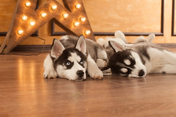 blue eyed beautiful husky puppies