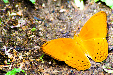 natural animal life colorful butterfly in colorful flower