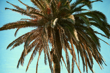 Fototapeta na wymiar aged and worn vintage photo of palm trees