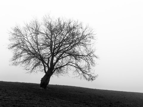 A black tree / Un arbre noir dans un brouillard en hiver.
//
A black tree in a fog in winter.