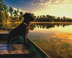 Dog on Water