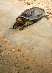 Turtle in pond Thailand zoo