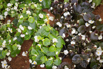 Begonia white flowers blooming in the garden