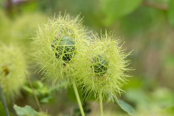 Fruit of passionflower,(Passiflora foetida)
