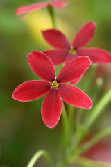 Rangoon creeper flower