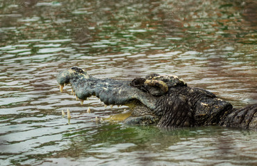 Saltwater crocodile in pond