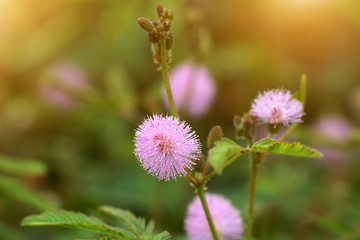 Beautiful blooming pink flower of sensitive plant (mimoza)