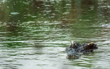 Saltwater crocodile in pond