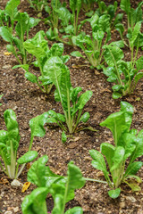 sliverbeet grow in vegetable garden