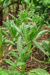 kale in the garden