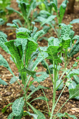 kale in the garden