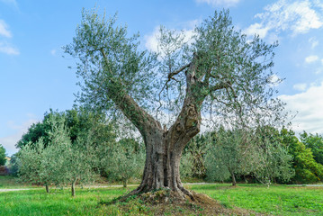 Fototapeta premium old olive tree