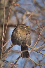 Common blackbird