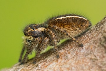 A Brown Jumping Spider Sitting on a Branch