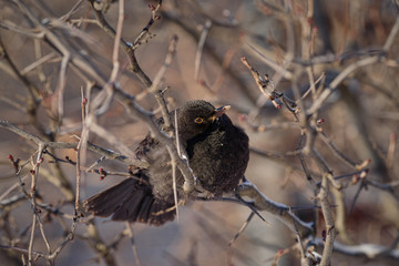 Common blackbird